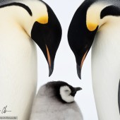 My year in Antarctica 20