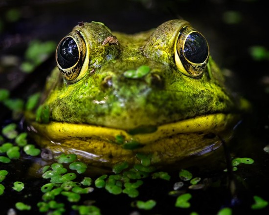 Eye To Eye With A Frog (200mm – DX)