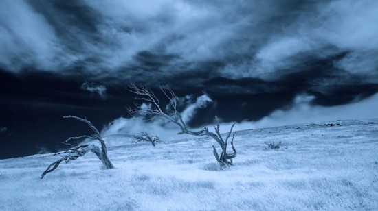 Hawaiian-infrared-time-lapse-of-haunting-Mamane-trees-made-with-IR-converted-Nikon-D5200