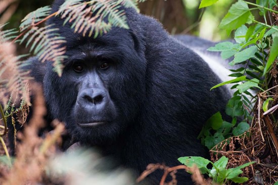 Kanungu, Uganda: Bwindi Impenetrable Forest