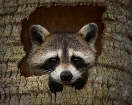 raccoon-hideout-steve-perry