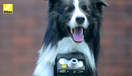 Nikon-Heartography-pho-dog-grapher-with-heart-rate-triggered-camera-2