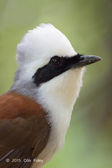 Laughingthrush_White-crested_D82_6123