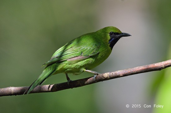Leafbird_Greater-green_male_D82_6413