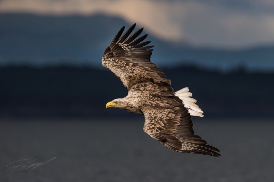 White-tailed Eagle swooping down for a fish – Nikon D4s, 500mm f/4E, 1/3200sec, f/6,3 @ ISO 400