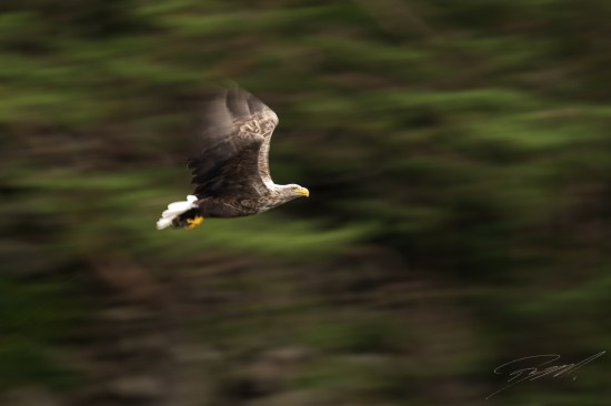 White-tailed Eagle panned against the forest background – Nikon D4s, 500mm f/4E, 1/40sec, f/6,3 @ ISO 50