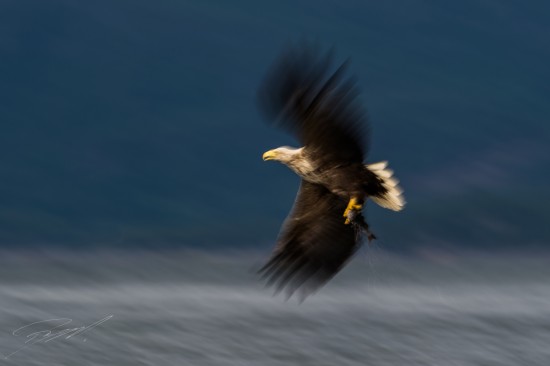 White-tailed Eagle panned while taking off with catch – Nikon D4s, 500mm f/4E, 1/30sec, f/13 @ ISO 50