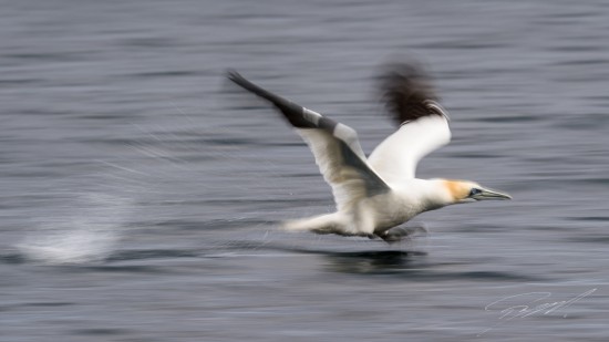 Northern Gannet panned at take-off – Nikon D4s, 500mm f/4E, 1/30sec, f/22 @ ISO 50