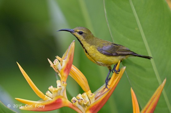 Sunbird_Olive-backed_eclipse_D82_4554