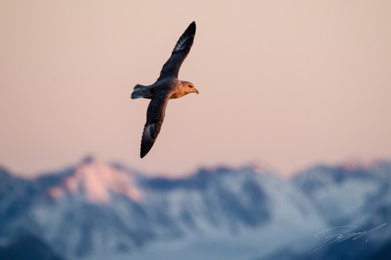 Northern Fulmar against the Spitsbergen mountains in evening light – Nikon D4s, 200-500mm @ 500mm, 1/640sec, f/7,1 and ISO 1250