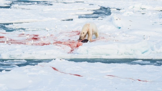 Polar bear with seal kill in the ice – Nikon D4s, 200-500mm @ 200mm, 1/2000sec, f/8 and ISO 1000