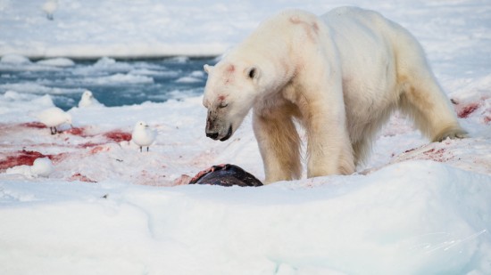 Polar bear on a seal kill – Nikon D4s, 200-500mm @ 500mm, 1/2000sec, f/8 and ISO 800