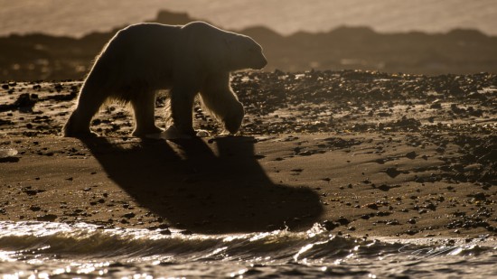 Backlit Polar bear walking on the beach – Nikon D4s, 200-500mm @ 460mm, 1/2000sec, f/8 and ISO 125