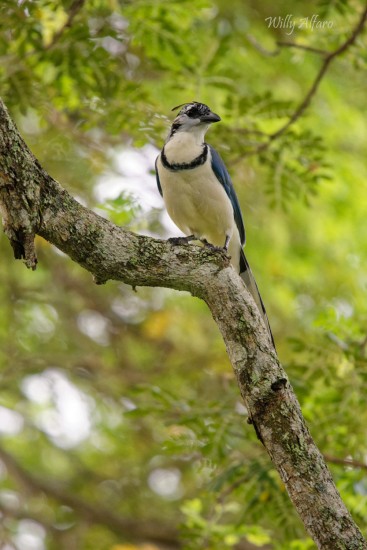 White-throated Magpie Jay - Nikon D7200 with Nikkor 300mm f/4 PF + TC--14E III, 1/400s, f/5.6, ISO 1250