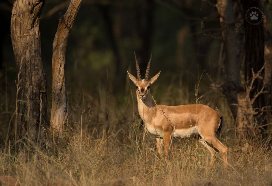 17_Chinkara_Indian gazelle