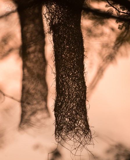 4_Weaver bird_nests