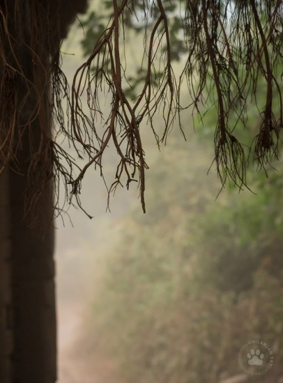 6_Ancient stone gate_Ranthambore