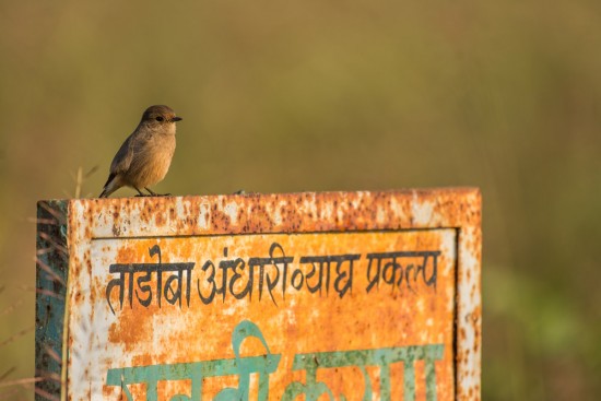 Tadoba_signboard in Hindi