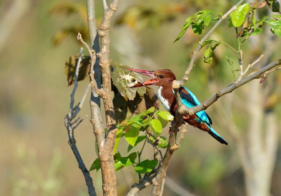 Kingfisher-with-cricket