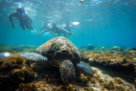 Turtles in Apo island. By GoPro Hero 4