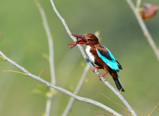 kingfisher-with-centipede
