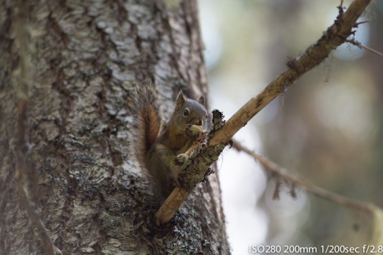 A Squirrel enjoying a feast