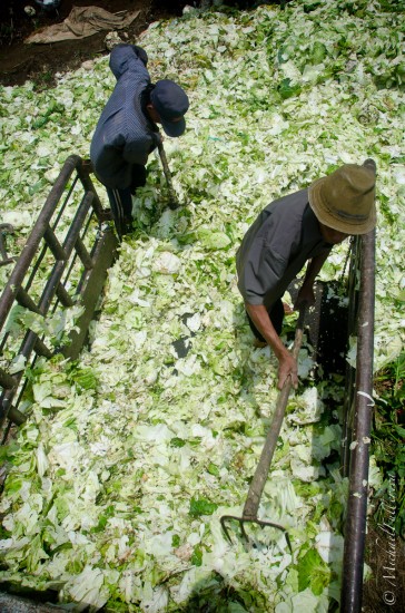 Cabbage is the business: Around North Sumatra, they love growing cabbage. There are entire sheds stacked double overhead with cabbage stockpiles. These men empty their rejects into the paddock for the cows.