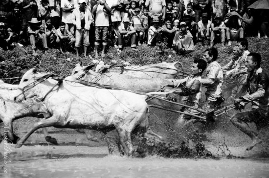 Bull Racing in Rice Paddy. From a remote rural rice harvesting festival in Central Sumatra.