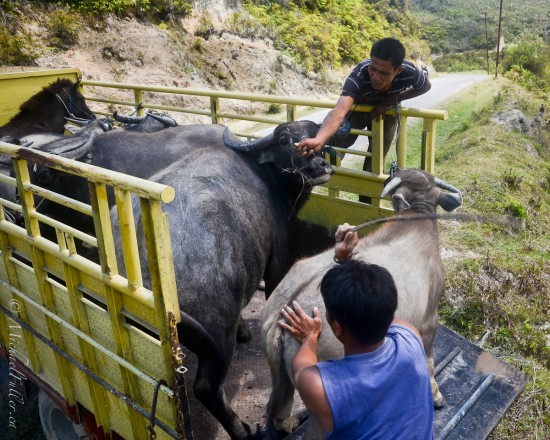 Struggling to get the buffalo into the truck, in a remote corner of Samosir Island, Lake Toba, Sumatra.