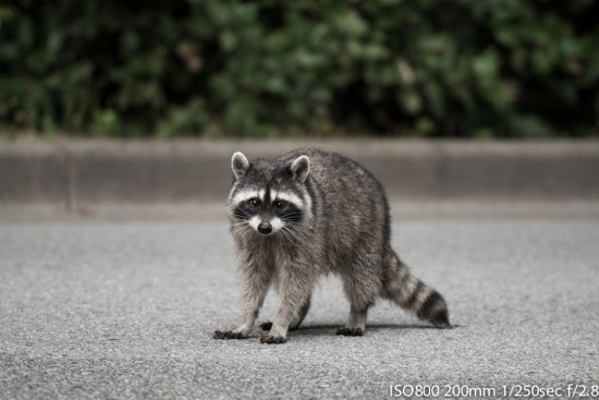 Racoon scouring the roadside