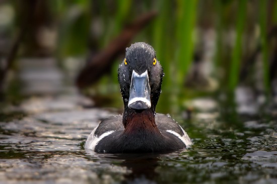 ring-billed-duck