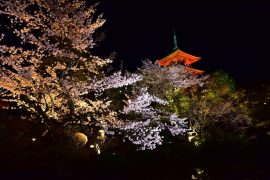 Kyoto cherry blossoms10