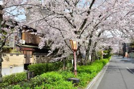 Kyoto cherry blossoms12