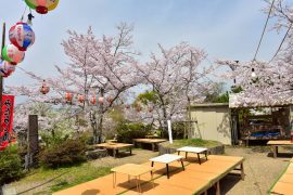 Kyoto cherry blossoms19