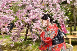 Kyoto cherry blossoms20