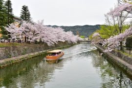 Kyoto cherry blossoms22
