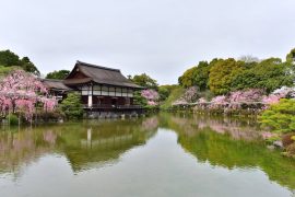 Kyoto cherry blossoms23