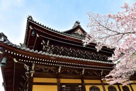 Kyoto cherry blossoms27
