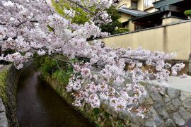 Kyoto cherry blossoms28