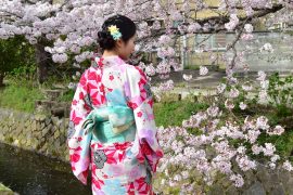 Kyoto cherry blossoms29