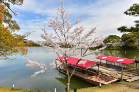 Kyoto cherry blossoms3