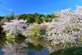 Kyoto cherry blossoms6