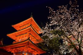 Kyoto cherry blossoms7