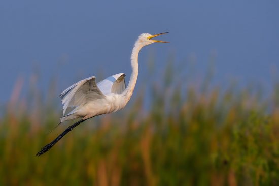Great egret in flight, Stick Marsh near Melborne, FL, US. (c) Steve Perry