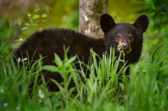 Black Bear Cub With A Flower, Smoky Mountains National Park near Townsend, TN. (c) Steve Perry