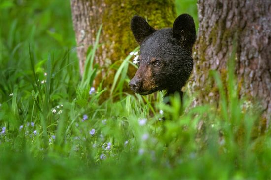 Black Bear cub, Smoky Mountains National Park near Townsend TN. (c) Steve Perry