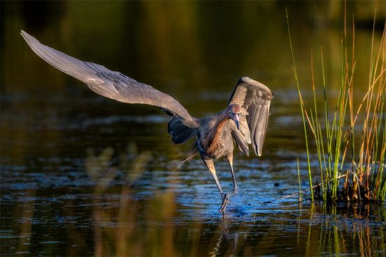 Reddish Egret, Merritt Island NWR, near Titusville, FL, US. (c) Steve Perry