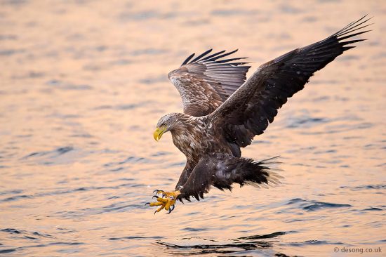 Sea-eagle diving for a fish at sunset. D810, 200-500mm at 380mm.