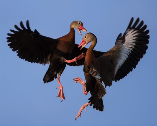 Black-Bellied Whistling Ducks Fighting In The Air in Ritch Grisson Wetlands near Viera FL. (c) Steve Perry