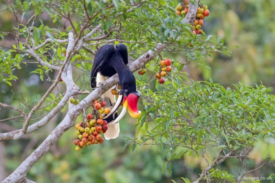 One of the more impressive Hornbills in northern Borneo, the Rhinoceros, feeding on similarly coloured figs.